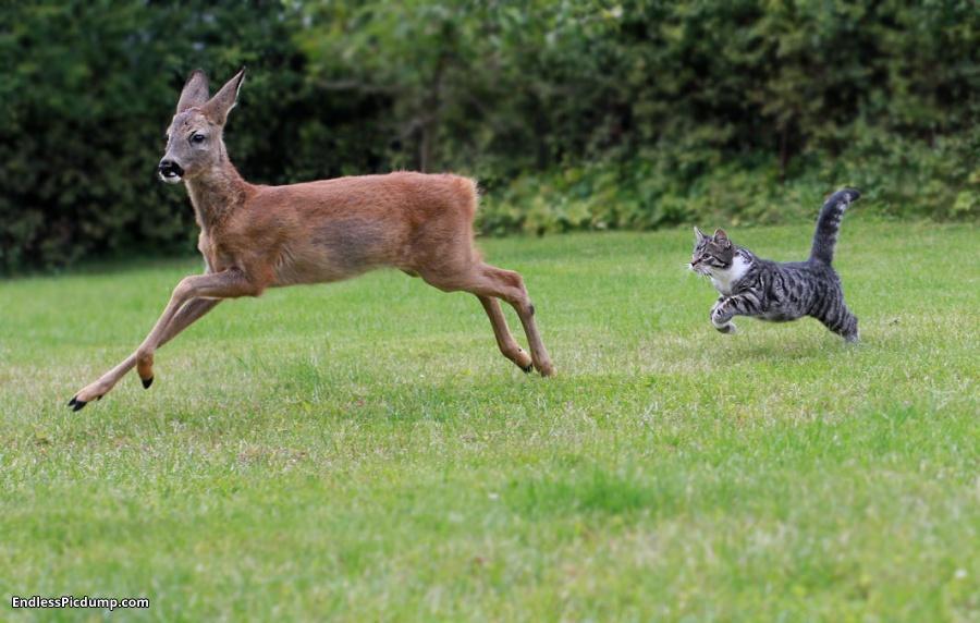 cat chase deer.jpg