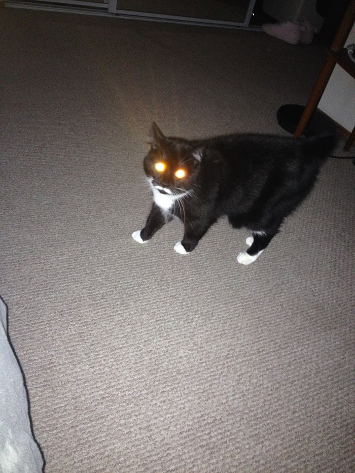 cat.jpg