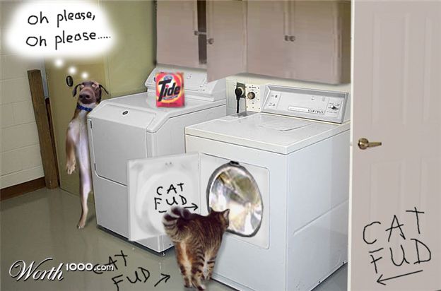 catfud2.jpg