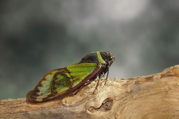 cicada-feature_0.jpg
