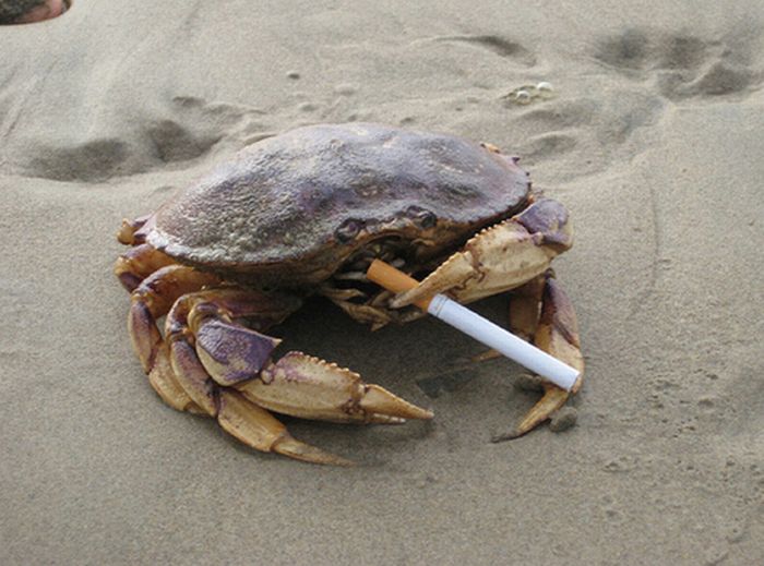 crabs_smoking_cigarettes_10_0.jpg