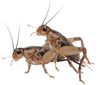 crickets-gif-258.gif