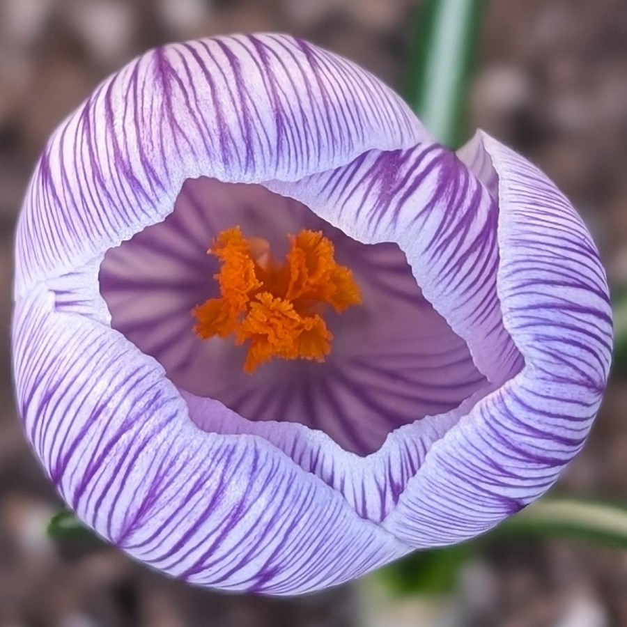 crocus.jpg