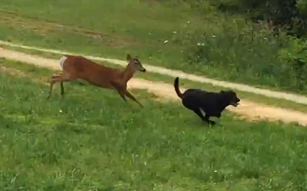 deer chase dog.jpg