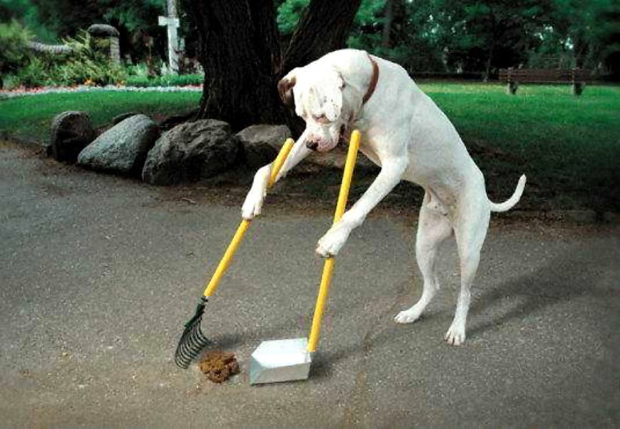 dog-clean-up-poop.jpg