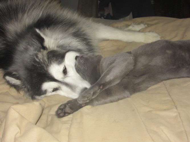 dogcat_0.jpg