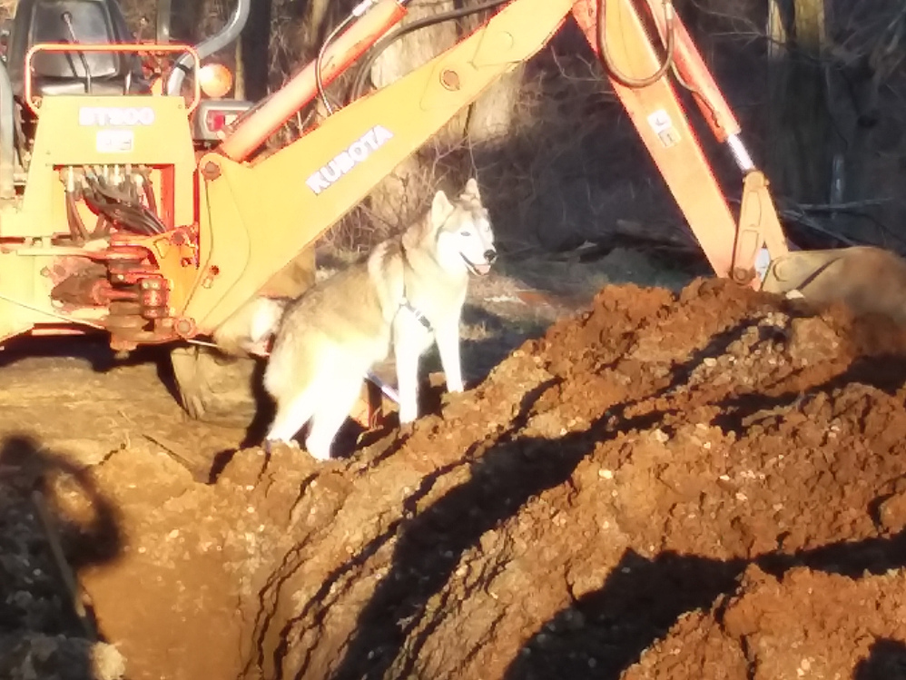 dozer1.jpg