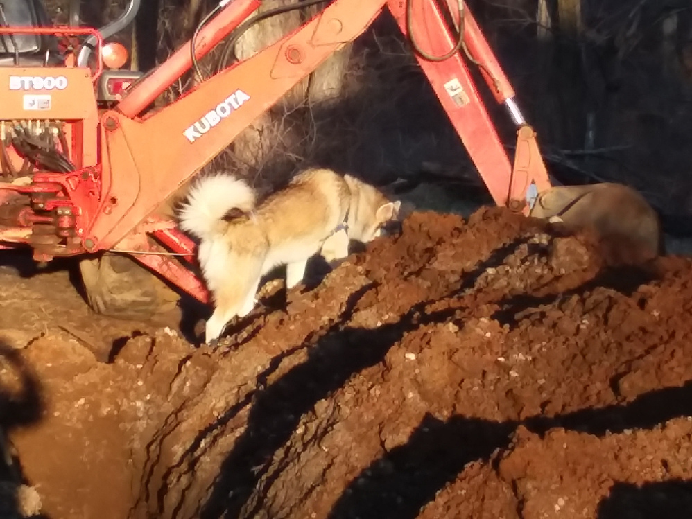 dozer2.jpg