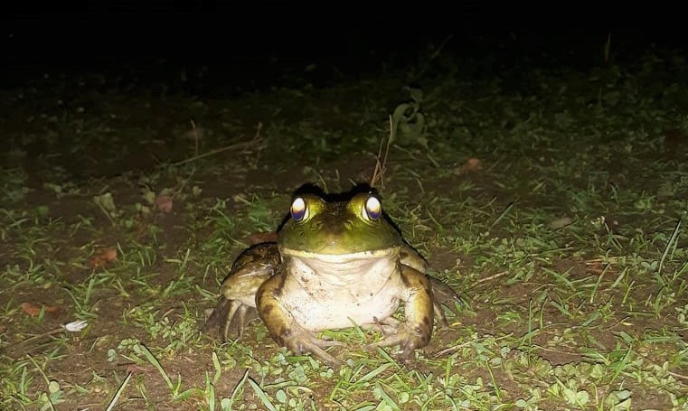 frog_0.jpg