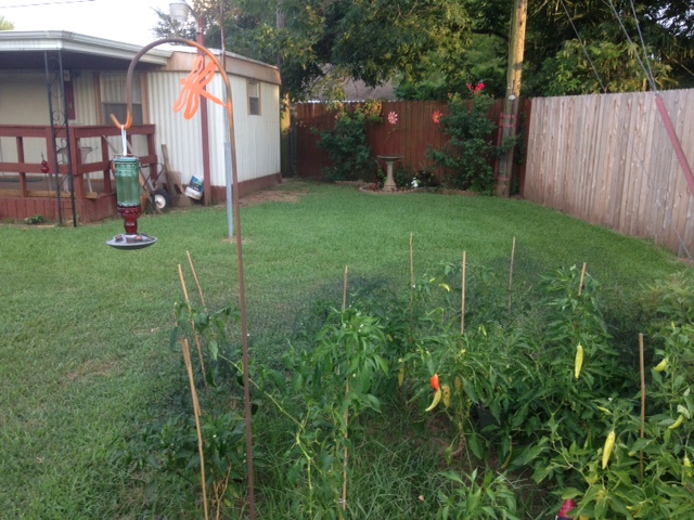 garden.JPG