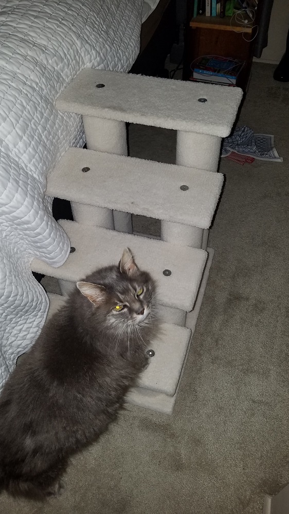 gato.jpg