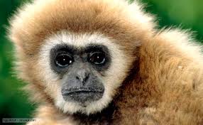 gibbon.jpg