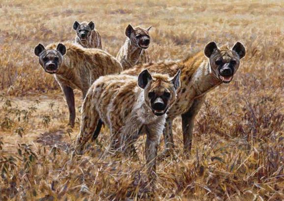 hyena-pack.jpg
