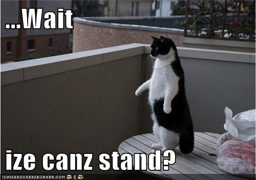 kitty wait i can stand.jpg