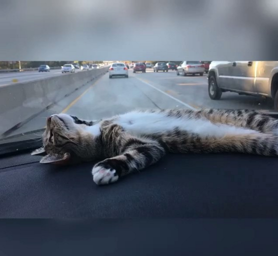 kittyawwsss.jpg