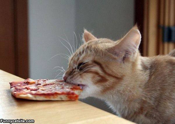 kittypizza.jpg