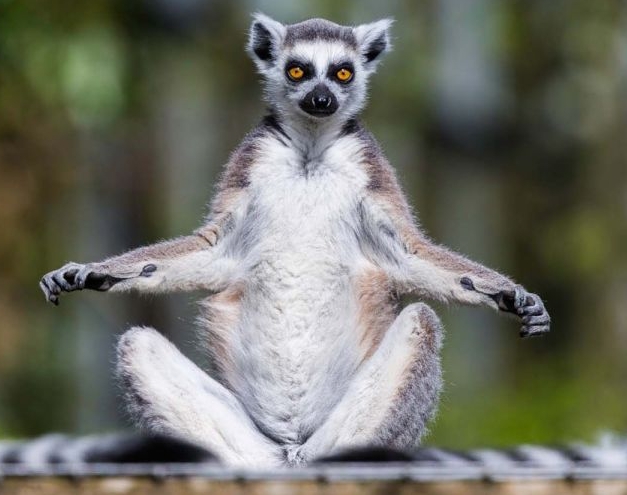 lemur.jpg