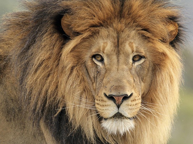 lion-face.jpg