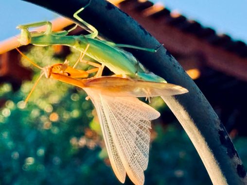 mantis_0.jpg