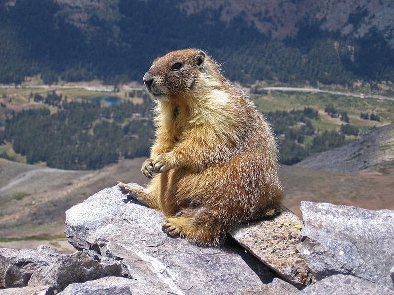 marmot.jpg