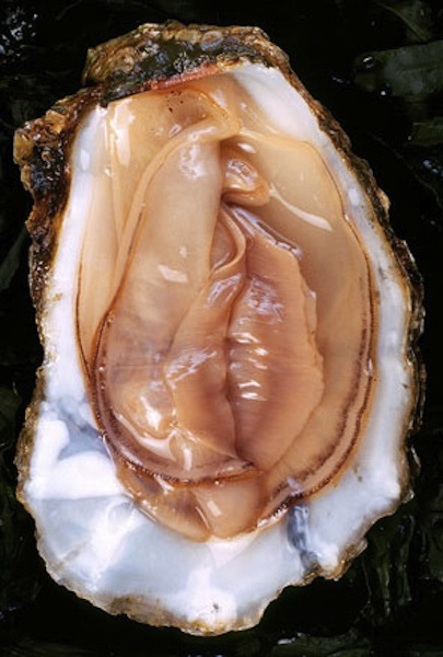 oyster.jpg