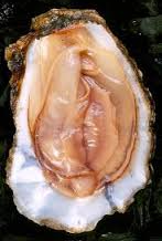 oyster_0.png