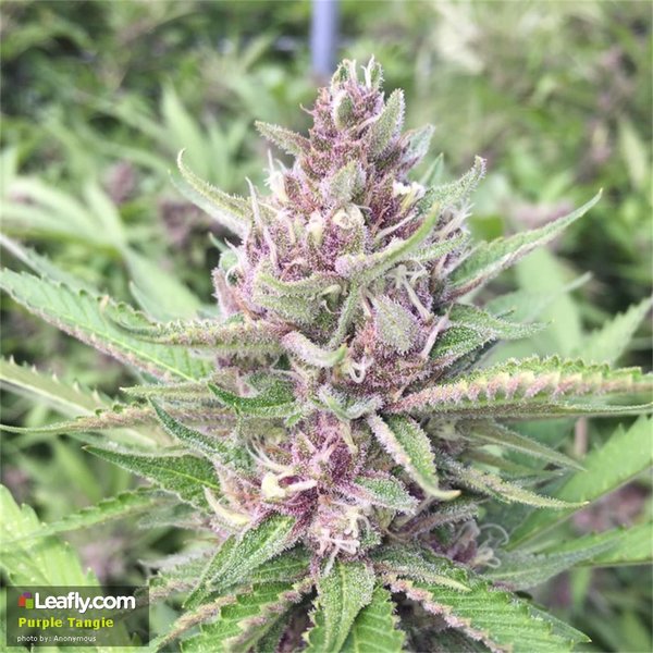 rsz_purple-tangie__primary_d24e_0.jpg