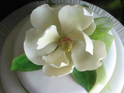 sc_magnolia_grandiflora.jpg