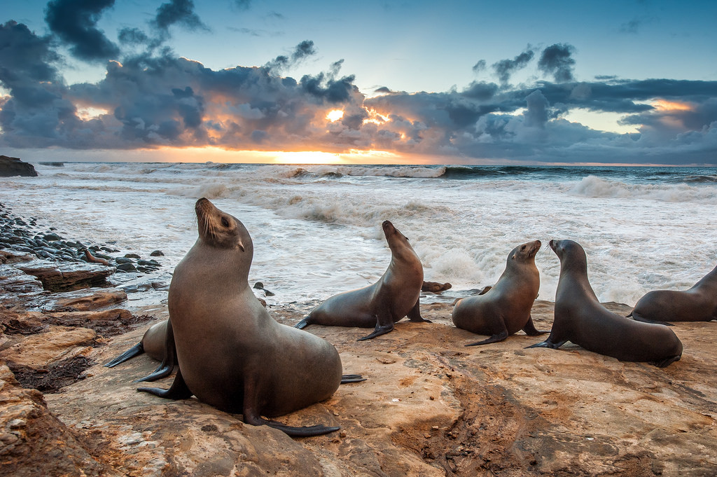 sea lions_0.jpg