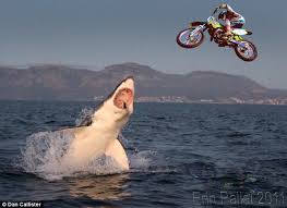 shark jump.jpeg