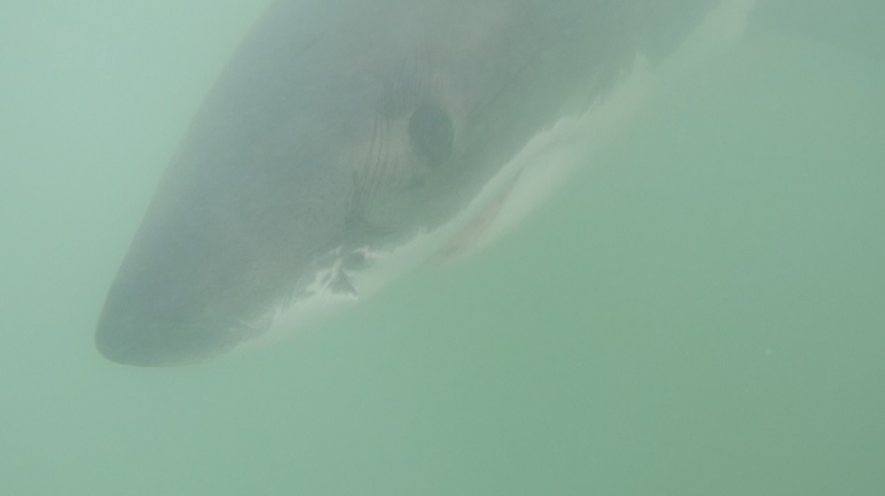 sharkpark_0.jpg