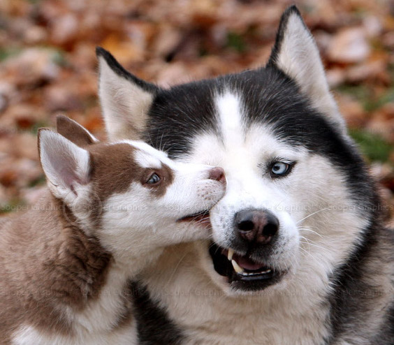 siberian-huskies-1628-by-sooper-husky.jpg