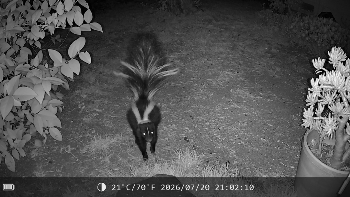 skunk.jpeg