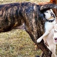 sniffingdogbutt.jpg~c200.jpg
