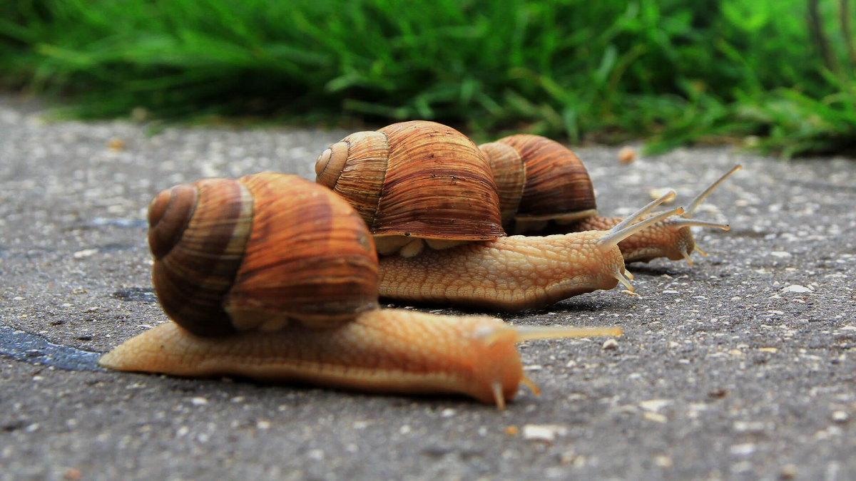 speed-slow-snails-ss-1920_0.jpg