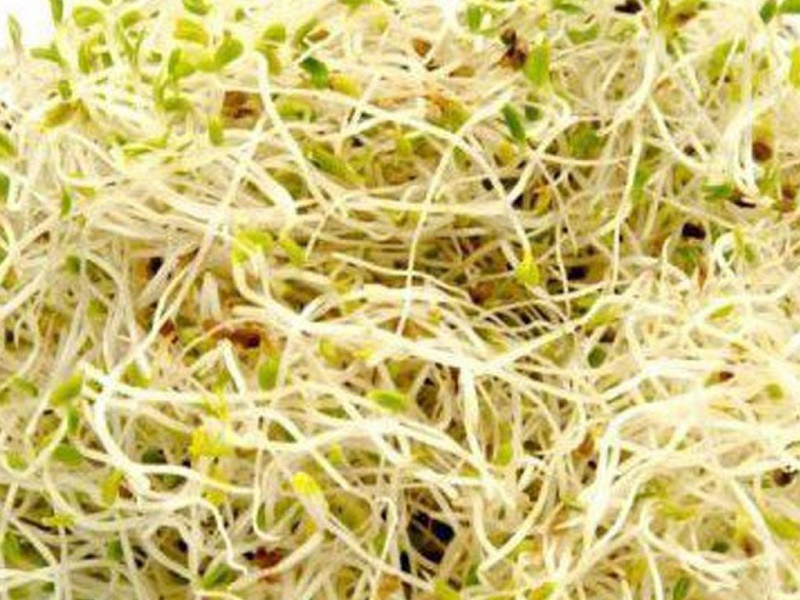 sprout-1020x765.jpg