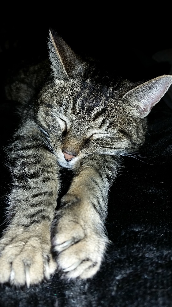 supercat.jpg