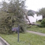 thumb_Tree_3.jpg