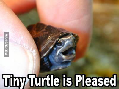 tiny turtle.jpg