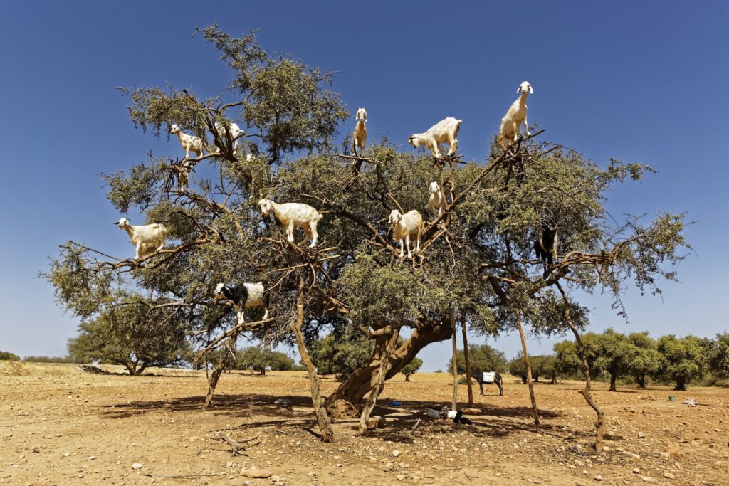 tree goats.jpg