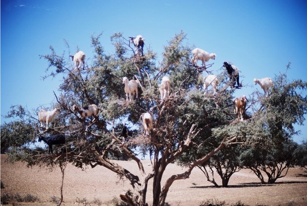 tree-climbing-goats-in-morocco-looking-for-berries.jpg