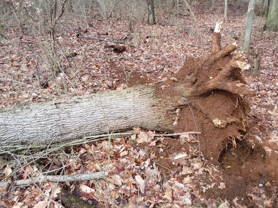 tree1.jpg