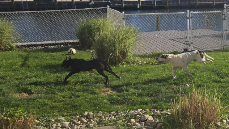yard run.jpg
